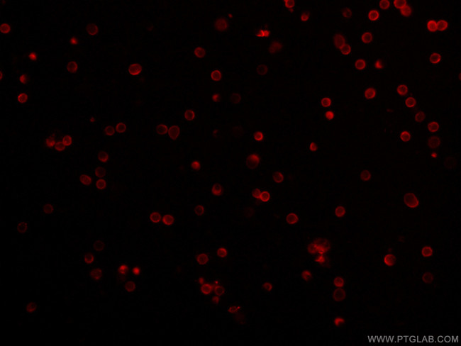 CD3 Antibody in Immunocytochemistry (ICC/IF)