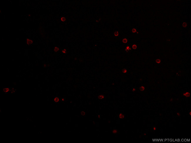 CD4 Antibody in Immunocytochemistry (ICC/IF)