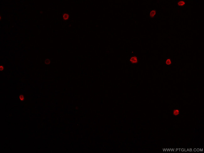 CD4 Antibody in Immunocytochemistry (ICC/IF)