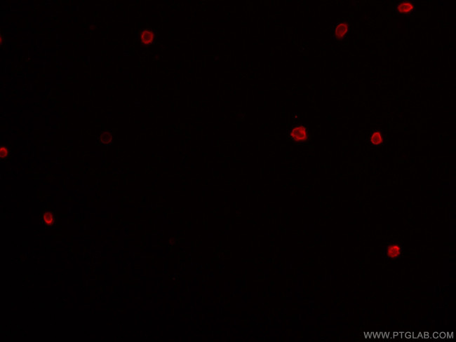 CD4 Antibody in Immunocytochemistry (ICC/IF)