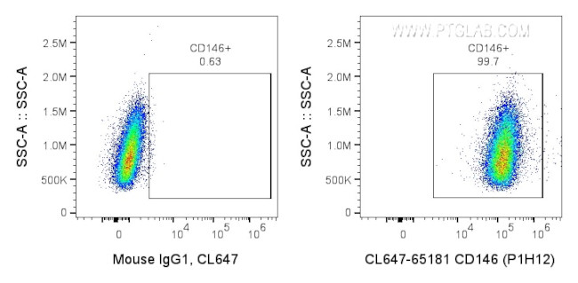 CD146 Antibody in Flow Cytometry (Flow)