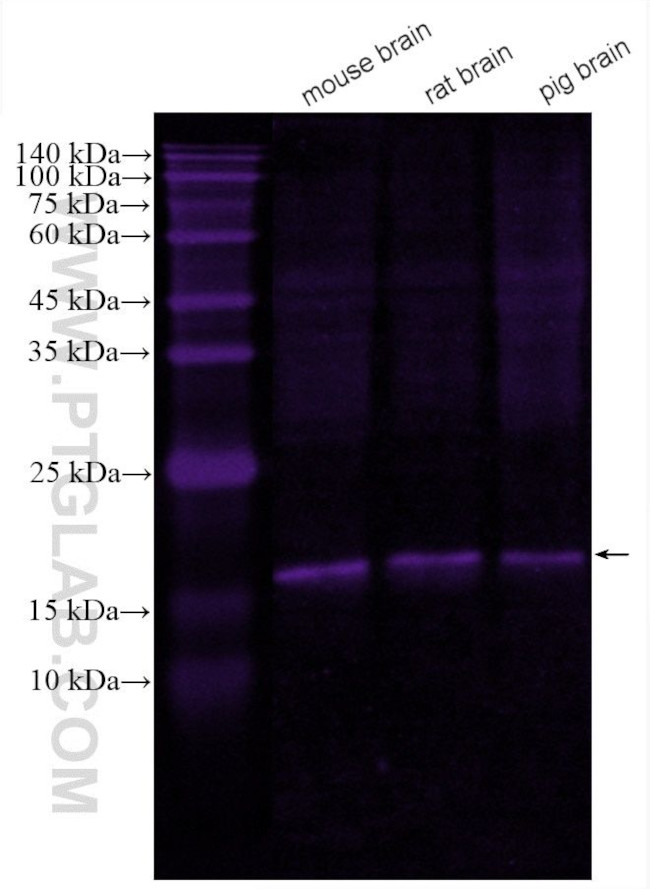 NCS1 Antibody in Western Blot (WB)
