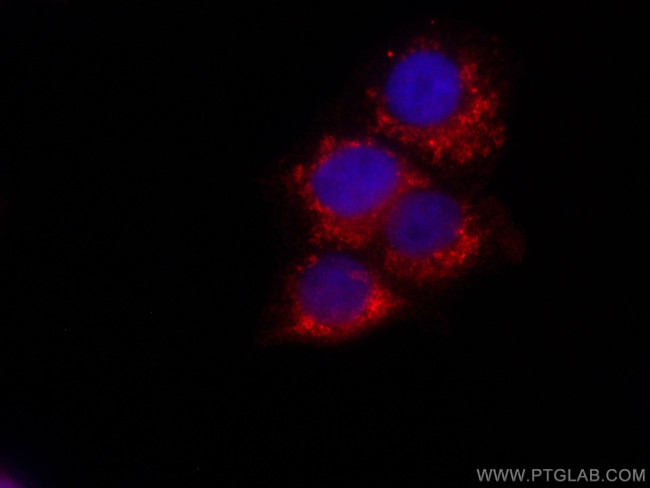 citrate synthase Antibody in Immunocytochemistry (ICC/IF)