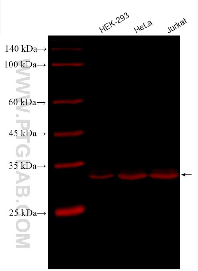 GAPDH Antibody in Western Blot (WB)