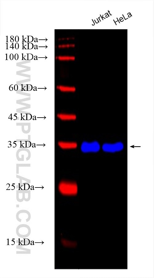 GAPDH Antibody in Western Blot (WB)