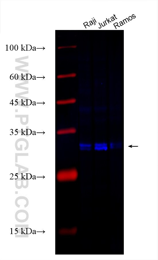 SECTM1 Antibody in Western Blot (WB)