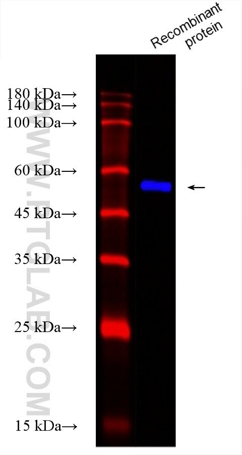 CD99 Antibody in Western Blot (WB)