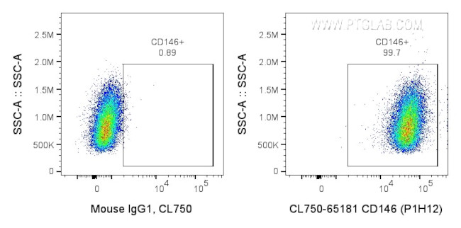 CD146 Antibody in Flow Cytometry (Flow)