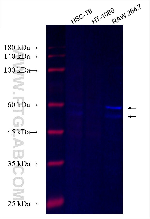 MBP tag Antibody in Western Blot (WB)