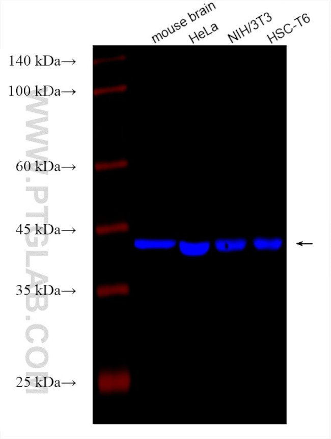 Beta Actin Antibody in Western Blot (WB)
