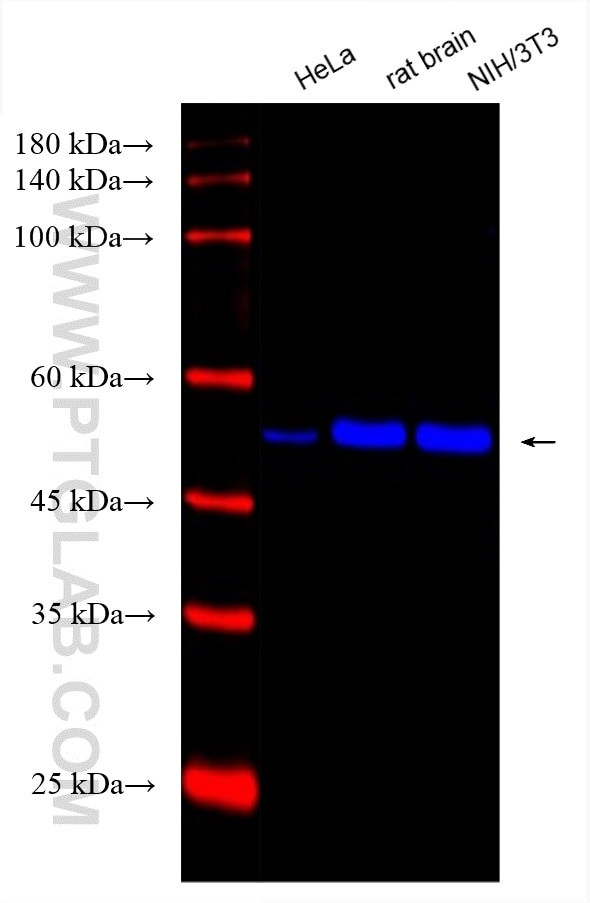 Alpha Tubulin Antibody in Western Blot (WB)