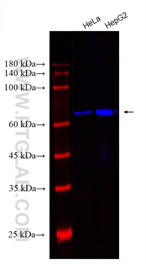 Lamin B1 Antibody in Western Blot (WB)