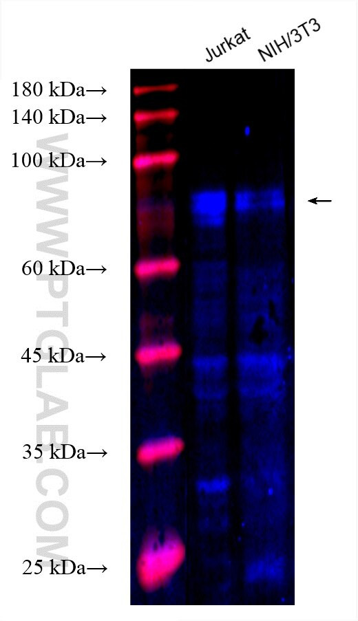 TLE1 Antibody in Western Blot (WB)