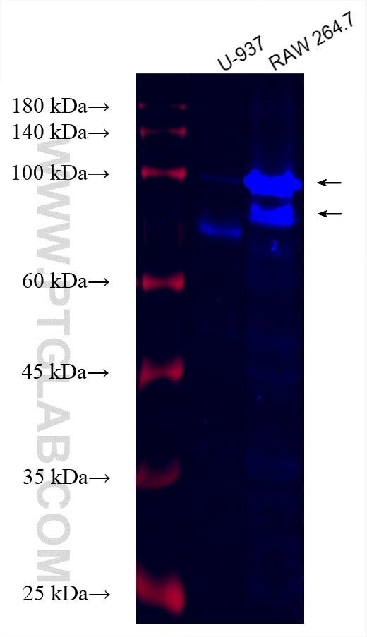 CD68 Antibody in Western Blot (WB)