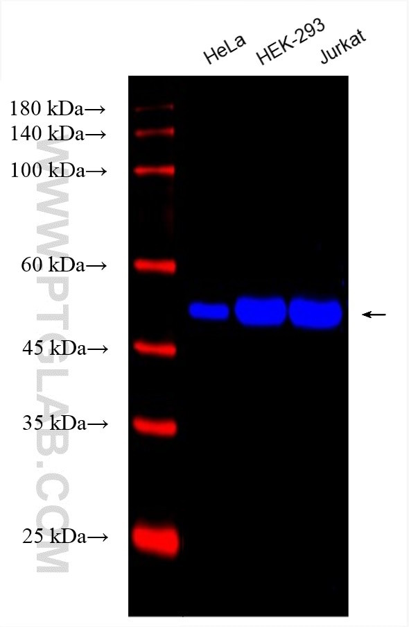 Beta Tubulin Antibody in Western Blot (WB)