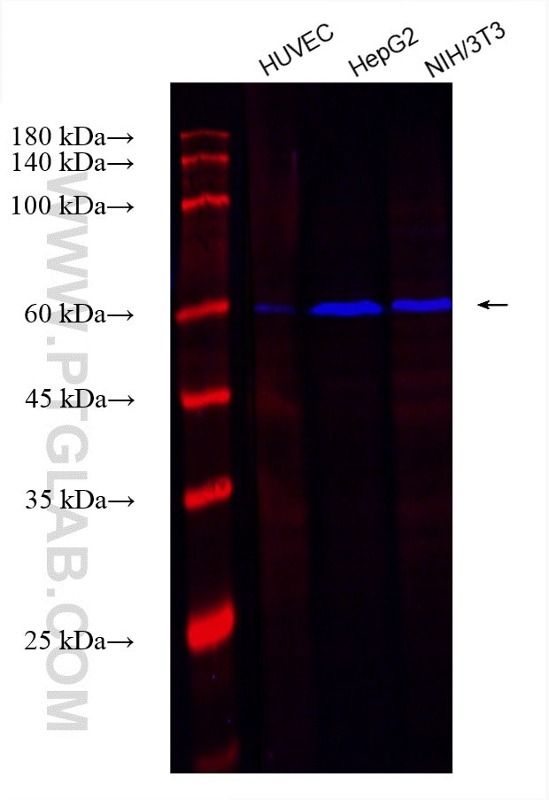 YY1 Antibody in Western Blot (WB)