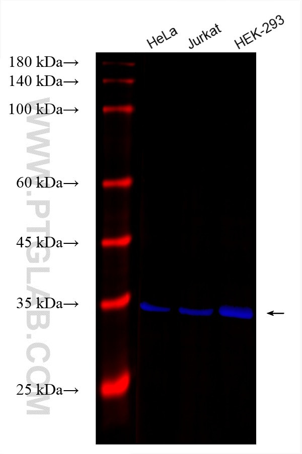 VDAC1/Porin Antibody in Western Blot (WB)