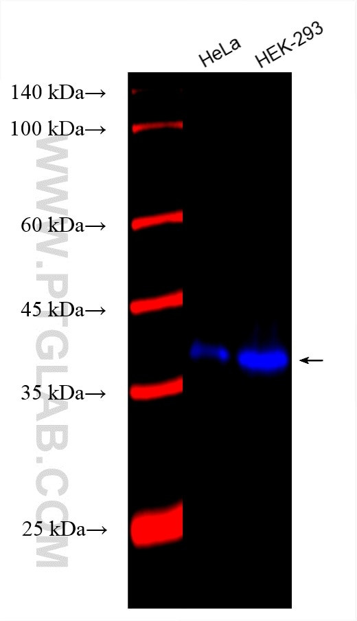 XLF Antibody in Western Blot (WB)