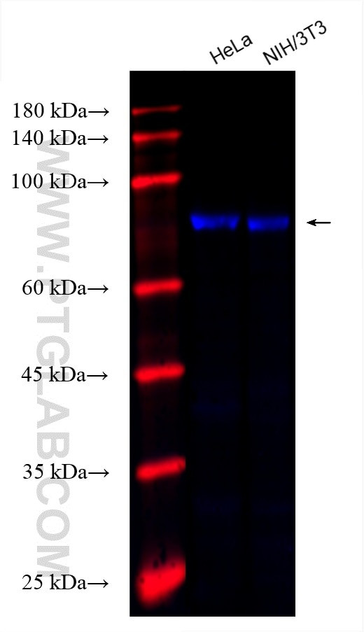 KAT2A/GCN5 Antibody in Western Blot (WB)