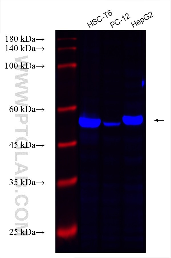 PDI Antibody in Western Blot (WB)