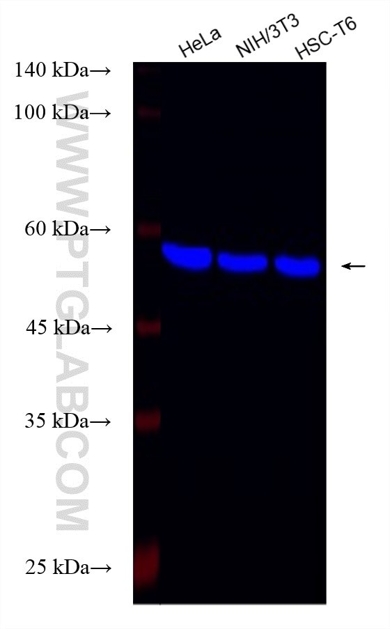 Beta Tubulin Antibody in Western Blot (WB)
