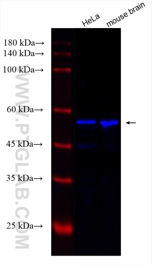 Alpha Tubulin Antibody in Western Blot (WB)