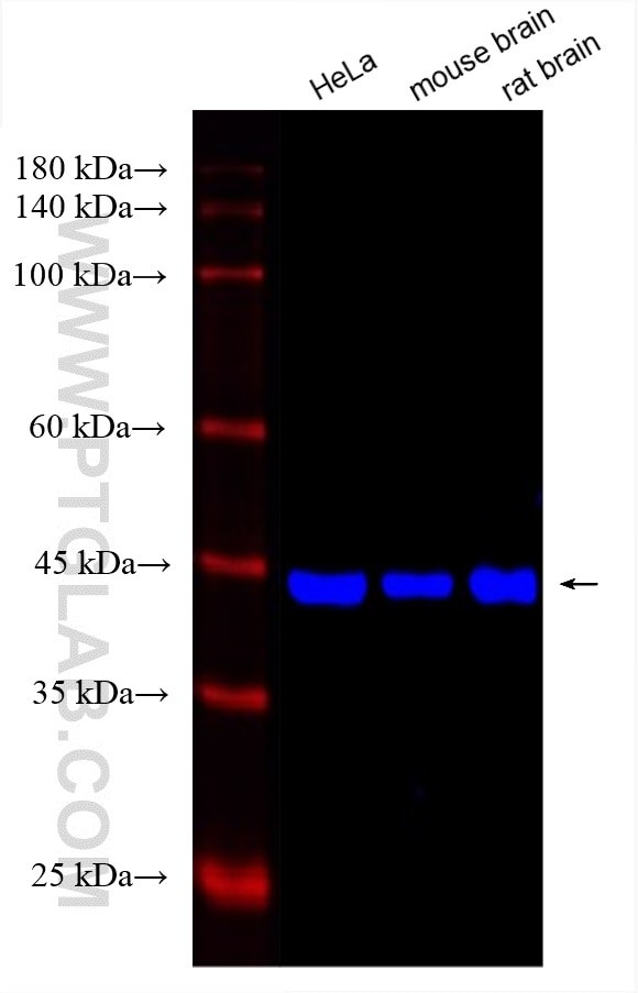 Beta Actin Antibody in Western Blot (WB)