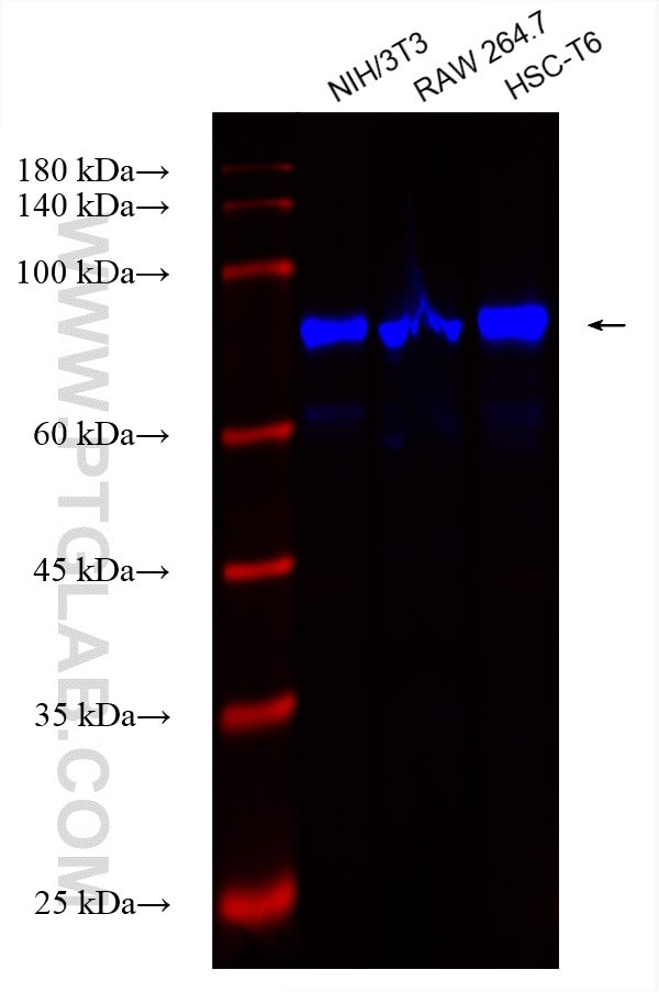 STIM1 Antibody in Western Blot (WB)