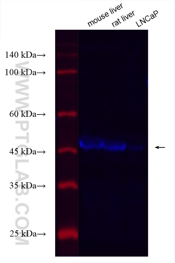IDH1 Antibody in Western Blot (WB)
