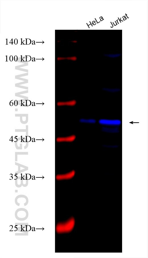 HDAC3 Antibody in Western Blot (WB)