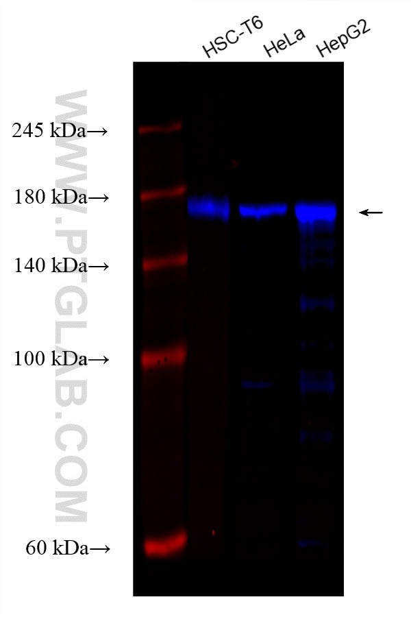 EEA1 Antibody in Western Blot (WB)
