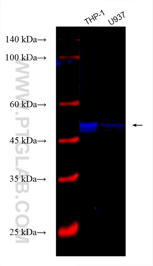 Caspase 1 Antibody in Western Blot (WB)