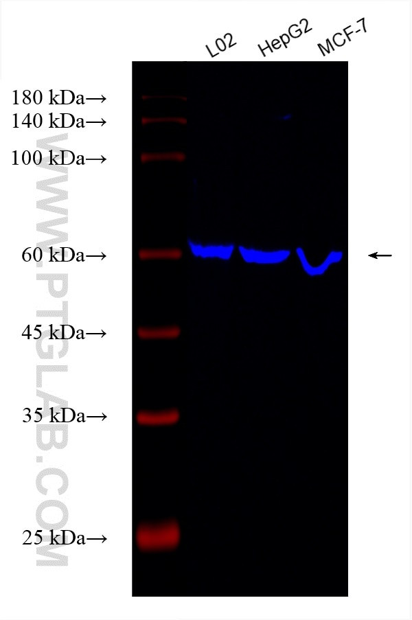 PPAR Gamma Antibody in Western Blot (WB)