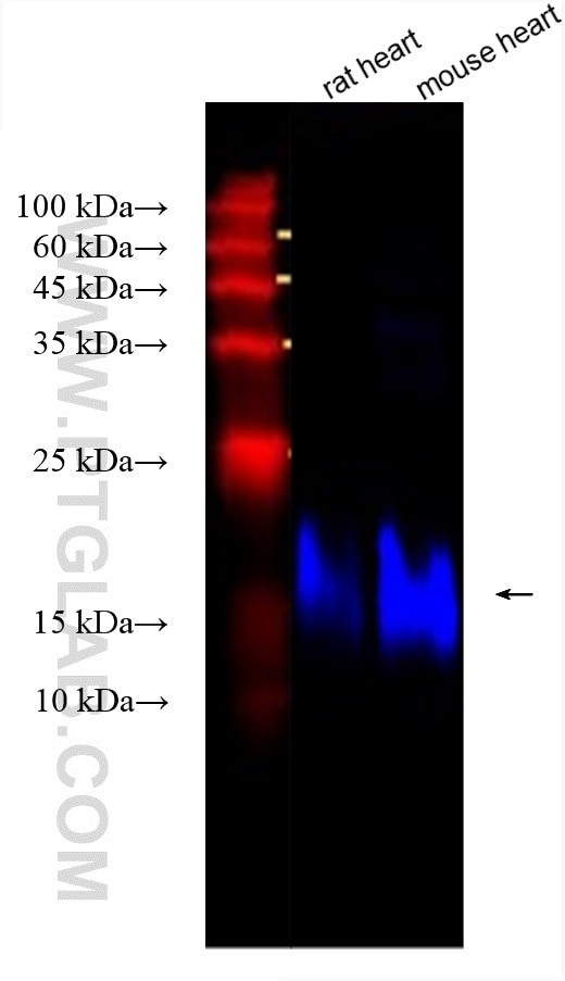 MYL7 Antibody in Western Blot (WB)