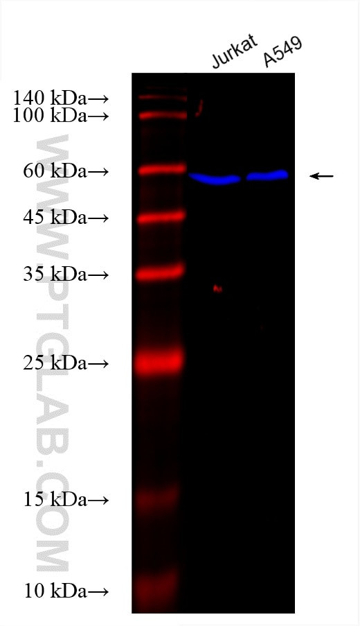 ATG5 Antibody in Western Blot (WB)