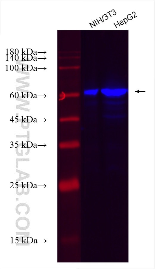IGF2BP3 Antibody in Western Blot (WB)