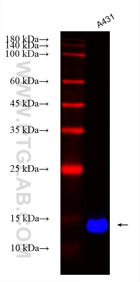 LY6D Antibody in Western Blot (WB)