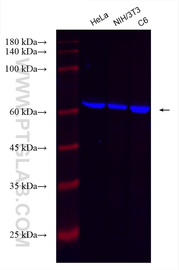 USP14 Antibody in Western Blot (WB)