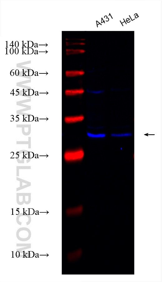 VDAC3 Antibody in Western Blot (WB)
