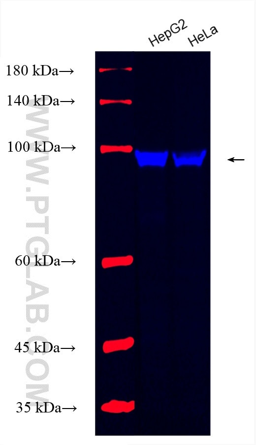 spike protein Antibody in Western Blot (WB)