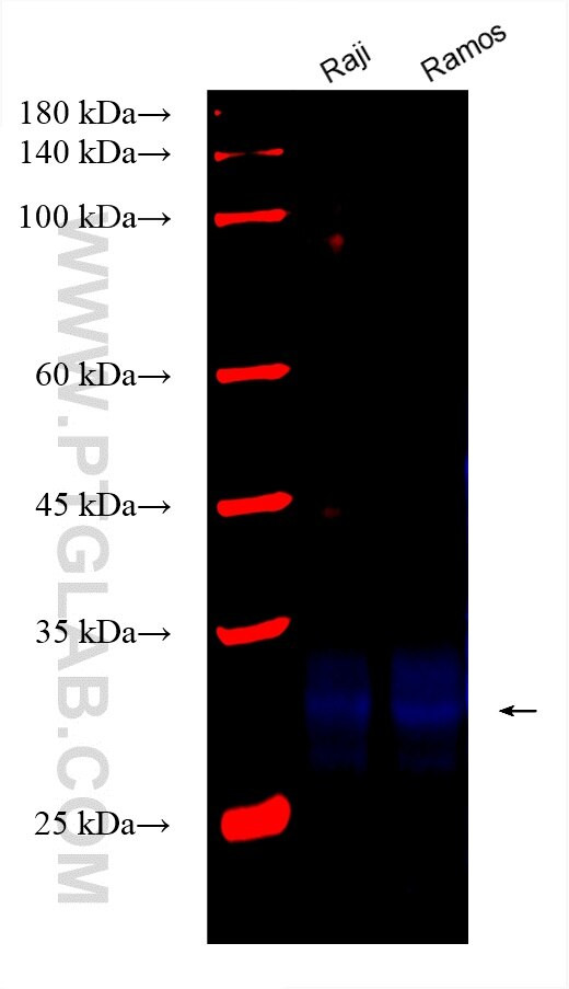 EDNRB Antibody in Western Blot (WB)