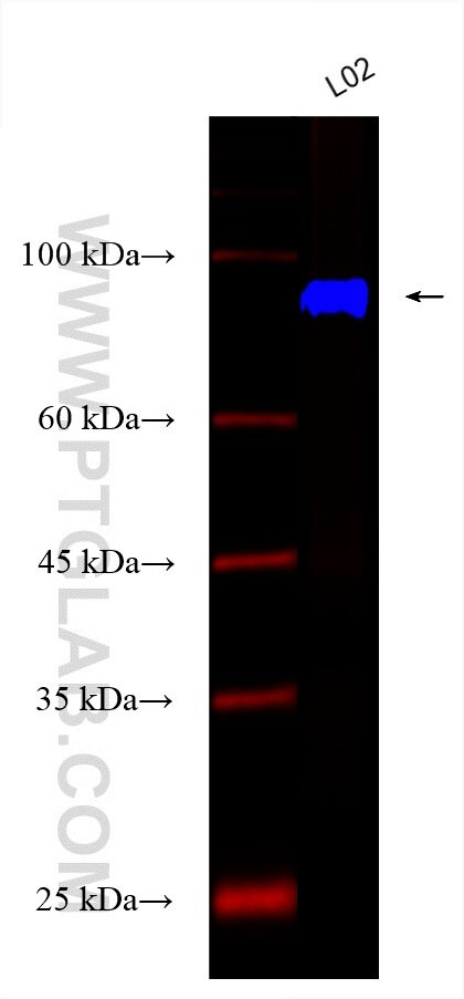 KIF15 Antibody in Western Blot (WB)