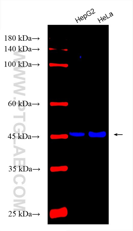 ALPL Antibody in Western Blot (WB)