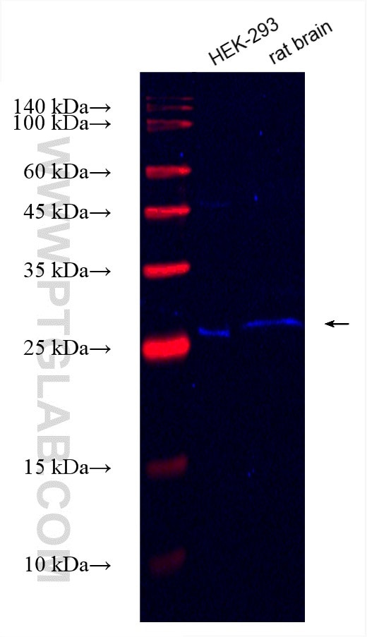 SCN3B Antibody in Western Blot (WB)