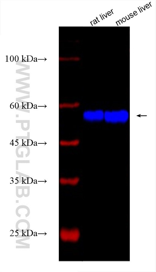 NAGS Antibody in Western Blot (WB)