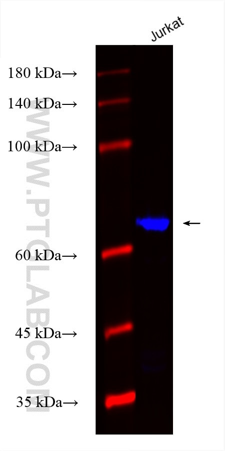 ACAP1 Antibody in Western Blot (WB)