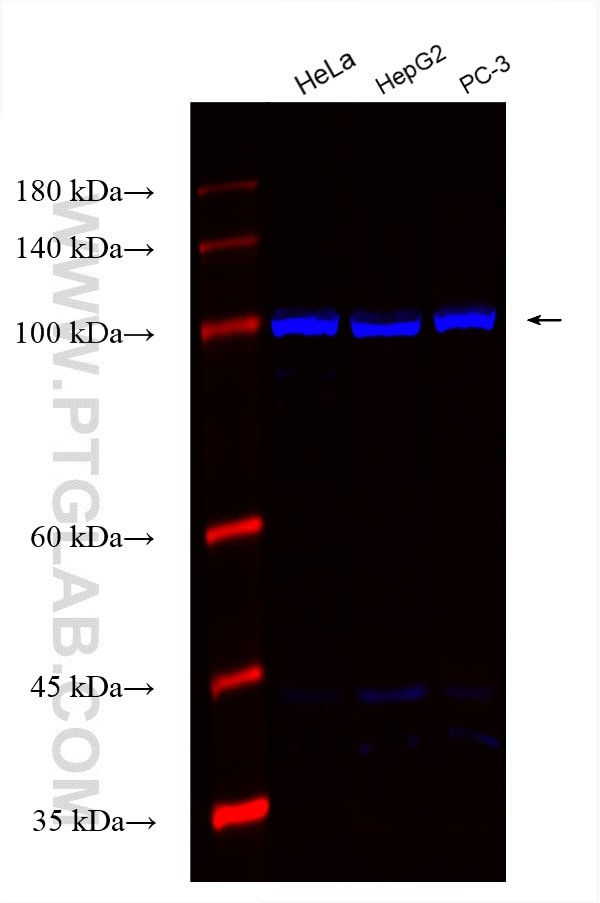 ANO4 Antibody in Western Blot (WB)