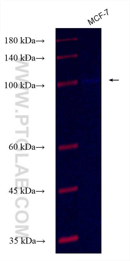 TMEM132E Antibody in Western Blot (WB)