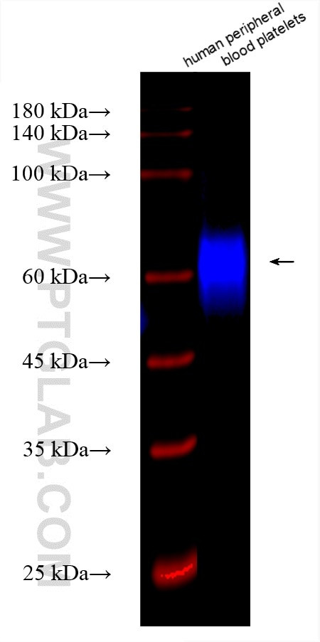CD226 Antibody in Western Blot (WB)