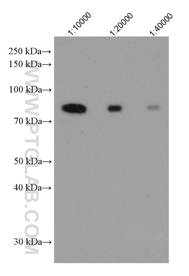 RILP Antibody in Western Blot (WB)